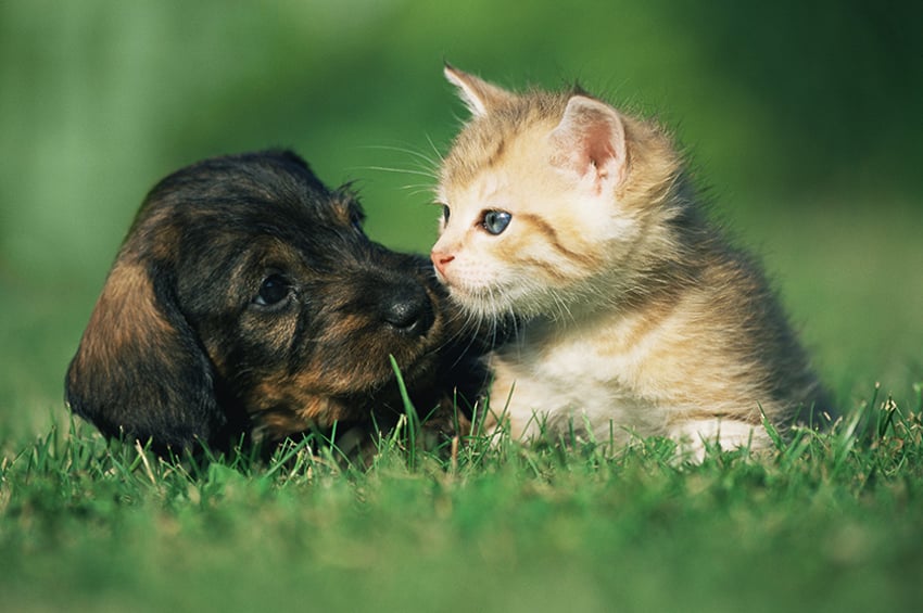 cachorro de perro y cachorro de gato jugando en el césped